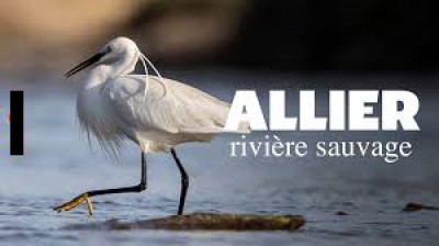 Allier, rivière sauvage