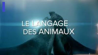Le langage des animaux - 3 - Des super-sens