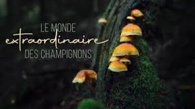 Le monde extraordinaire des champignons