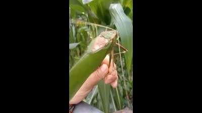 GAFANHOTO GIGANTE - (ESPERANÇA DA MALÁSIA)