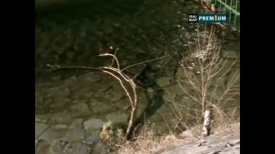 Il commissario Rex 09x02