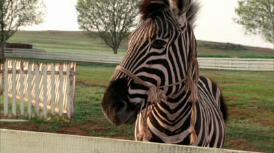 DEU ZEBRA, FILME 2005