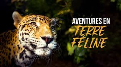 Aventures en terre féline