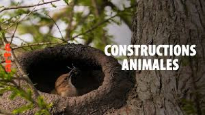 Constructions animales - Les architectes de la nature